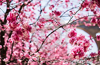 The Cherry blossoms in kunmingï¼ŒChina Stock Photo